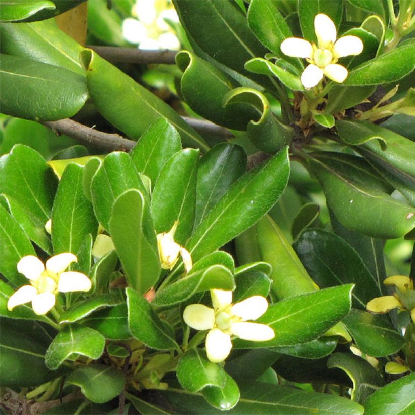 Pittosporum tobira Nanum (Fioritura)