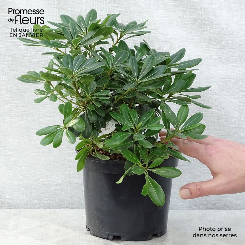 Pittosporum tobira Nanum pot de 3L esemplare consegnato in inverno