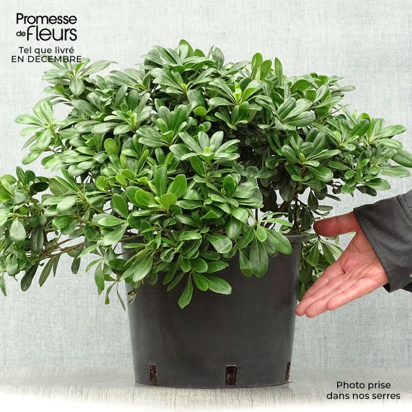 Pittosporum tobira Nanum pot de 7,5L/10L esemplare consegnato in inverno