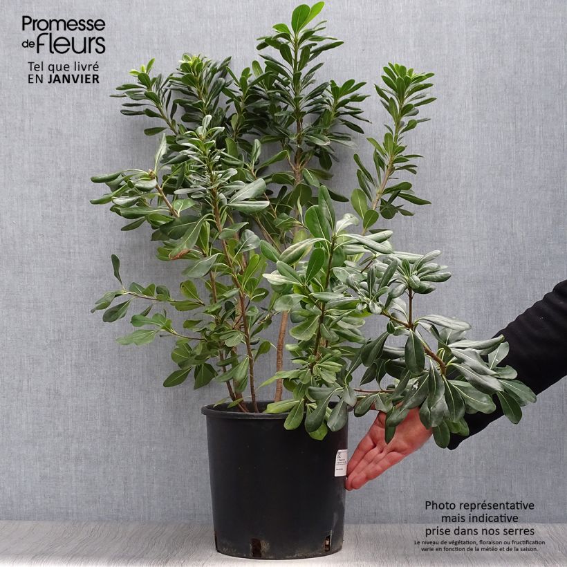 Pittosporum tobira - Pittospore du Japon en pot de 7,5L/10L esemplare consegnato in inverno