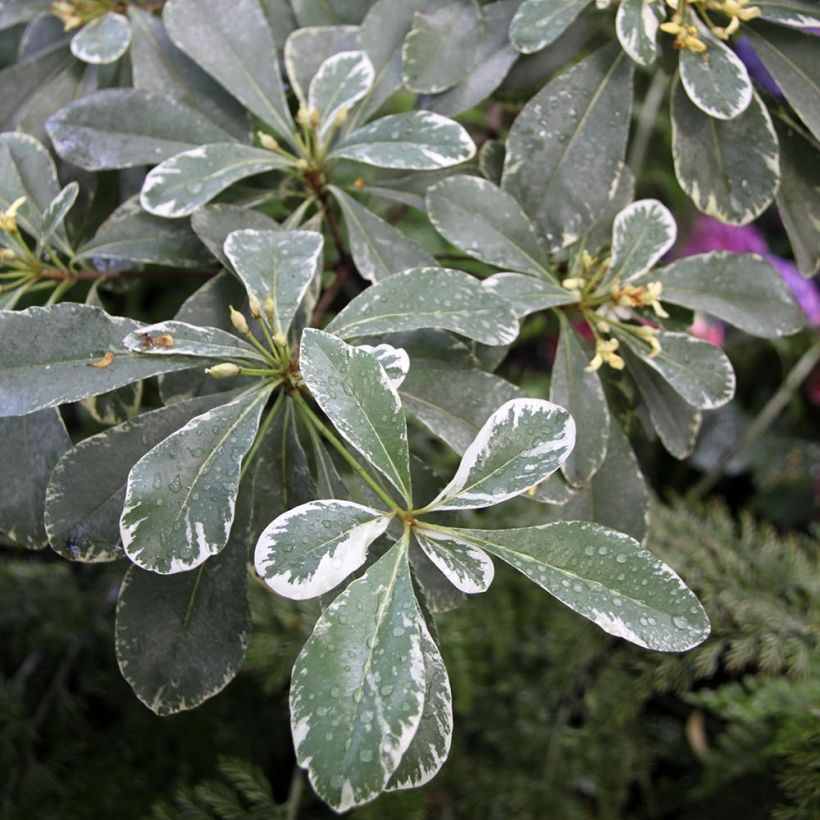 Pittosporum tobira Variegatum (Fogliame)