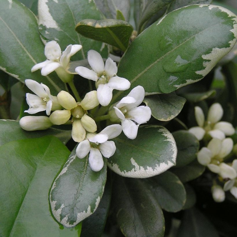 Pittosporum tobira Variegatum (Fioritura)