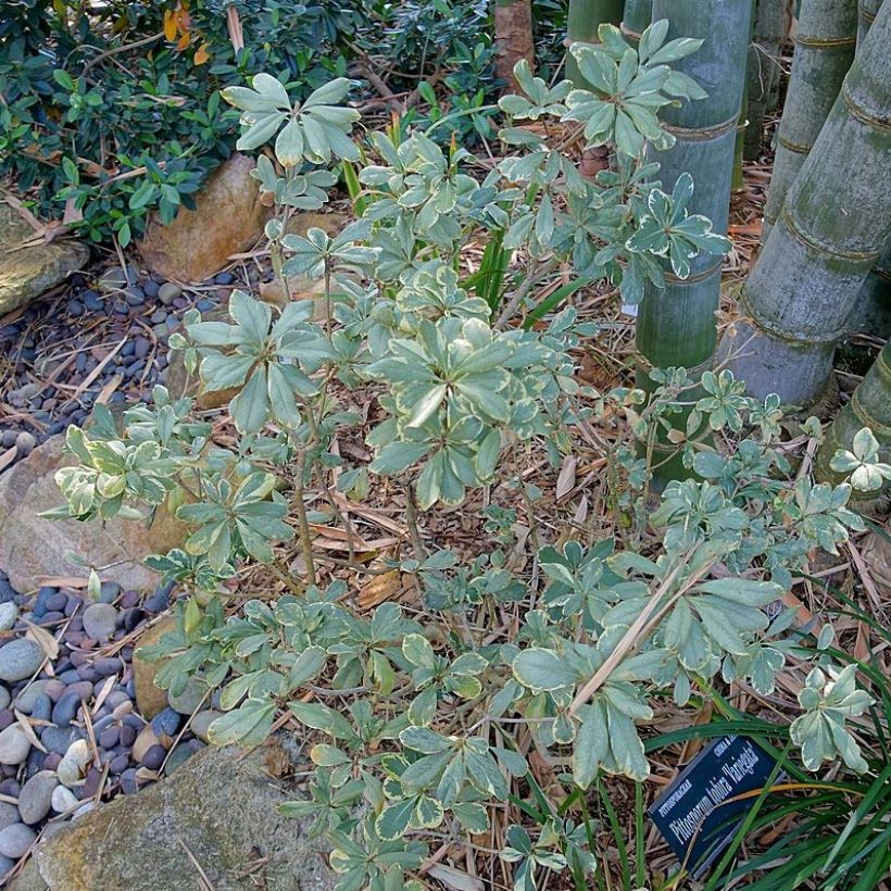 Pittosporum tobira Variegatum (Porto)