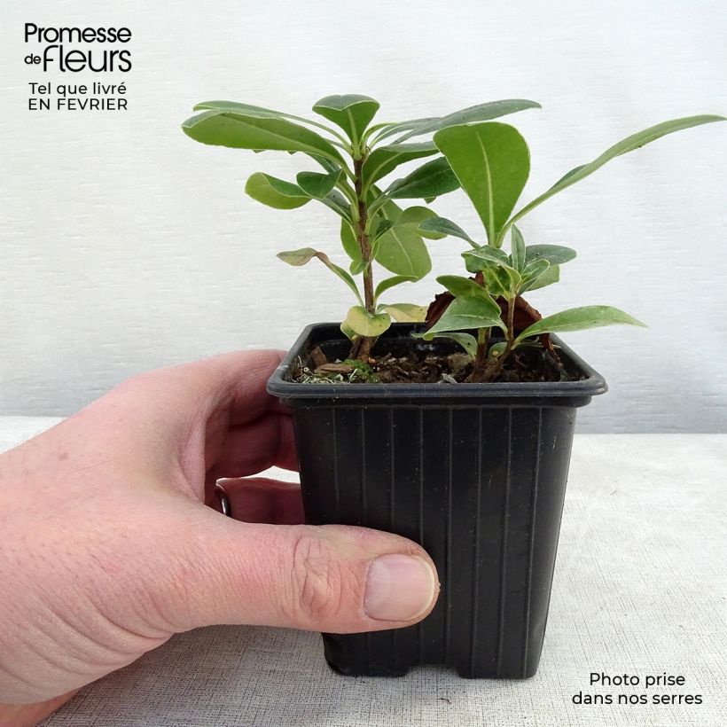 Pittosporum tobira en godet de 9cm - Pittospore du Japon esemplare consegnato in inverno