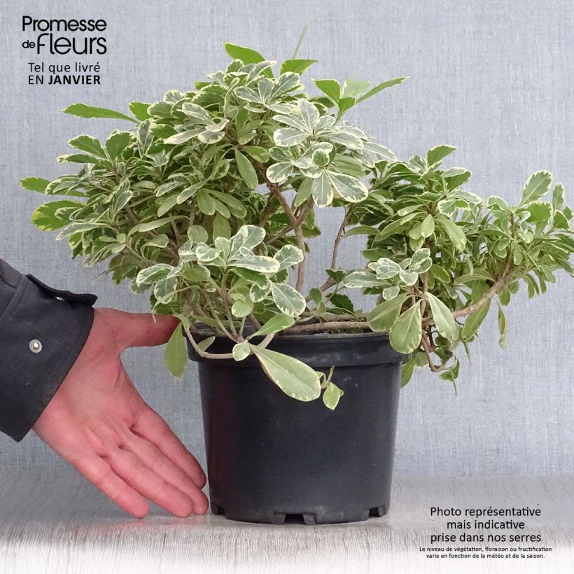 Pittosporum tobira nana Neige du mont Ventoux Pot de 3L/4L esemplare consegnato in inverno