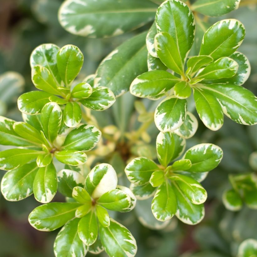 Pittosporum tobira var. nana Neige du Mont Ventoux (Fogliame)