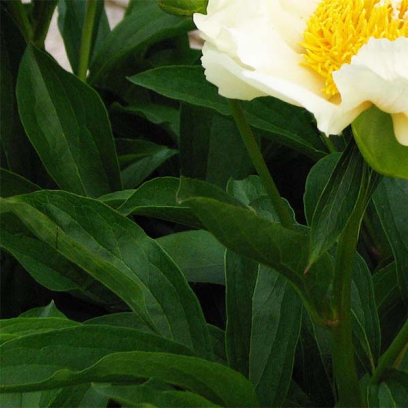 Peonia erbacea Claire de Lune (Fogliame)