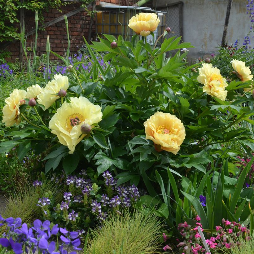 Peonia Itoh Garden Treasure (Porto)