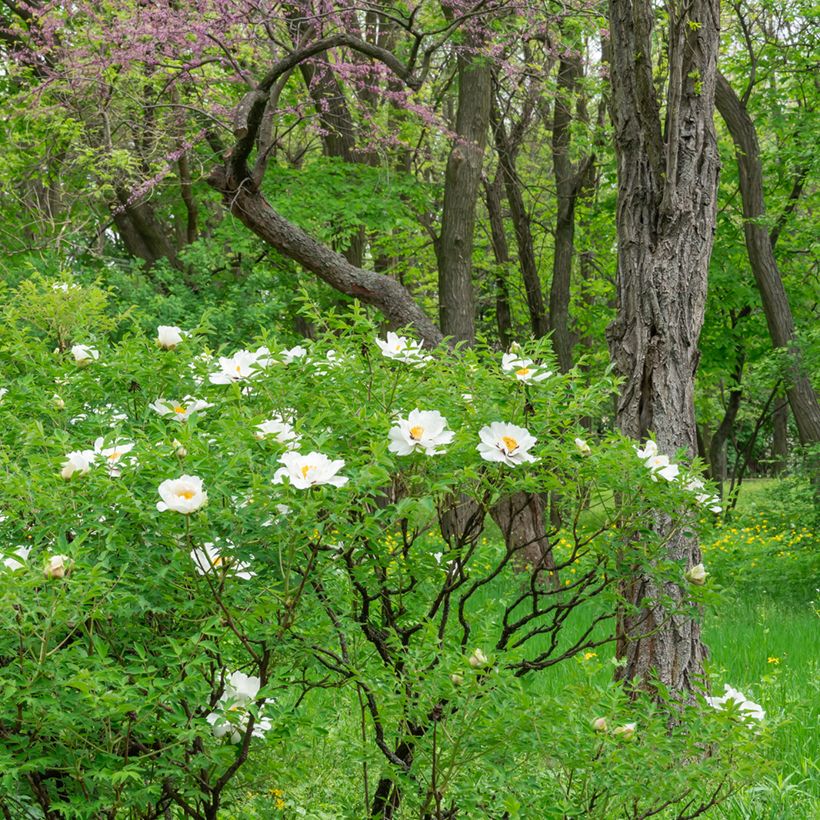 Paeonia ostii Feng Dan Bai - Peonia arborea (Porto)