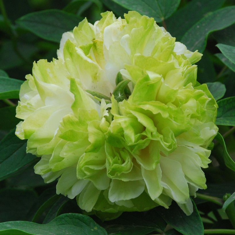 Peonia arborea 10 Lu Mu Ying Yu (Fioritura)