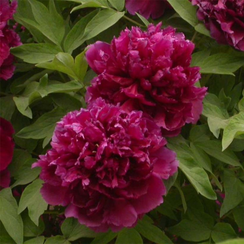 Peonia arborea Bai Yuan Hong Xia (Fioritura)