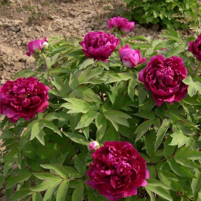 Peonia arborea Bai Yuan Hong Xia (Porto)