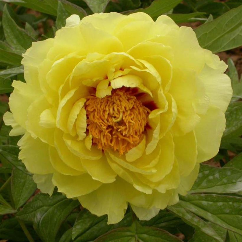 Paeonia lutea Hai Huang - Peonia a fiore giallo (Fioritura)