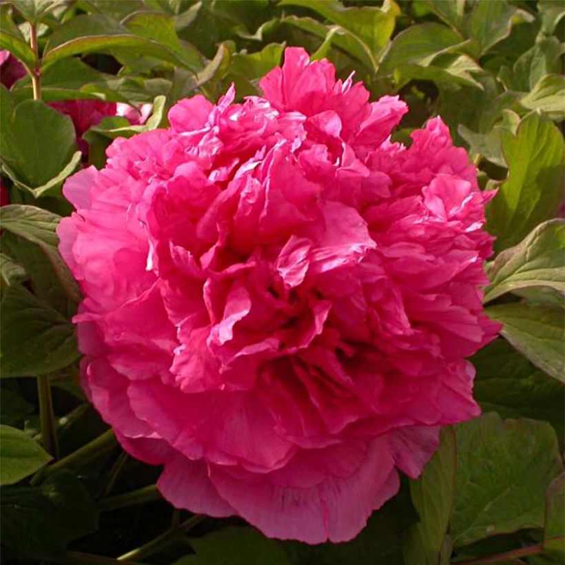 Peonia arborea Juan Ye Hong (Fioritura)