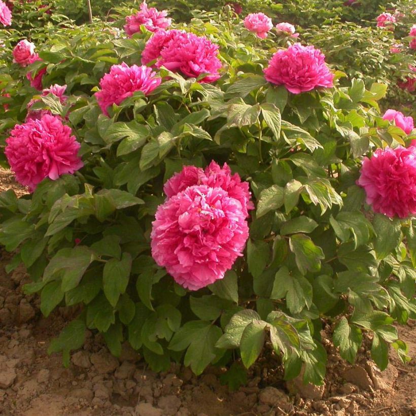 Peonia arborea Juan Ye Hong (Porto)