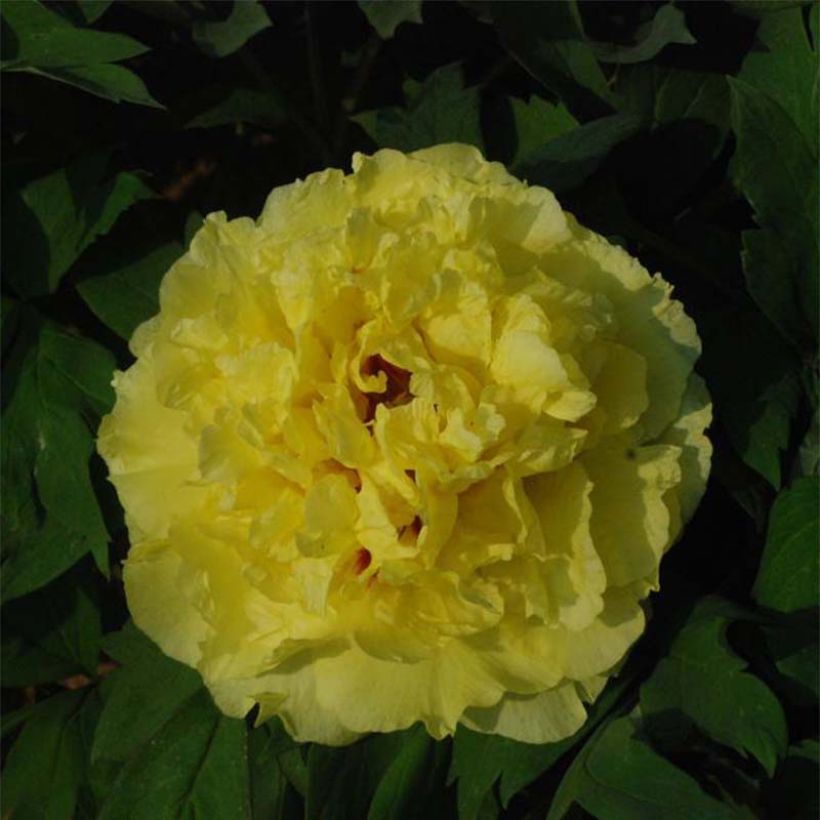 Paeonia lutea Alice Harding - Peonia a fiore giallo (Fioritura)