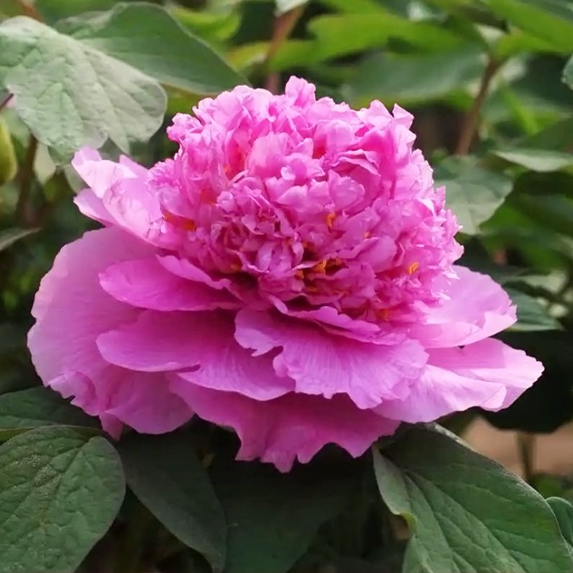 Peonia arborea Cai Hui (Fioritura)