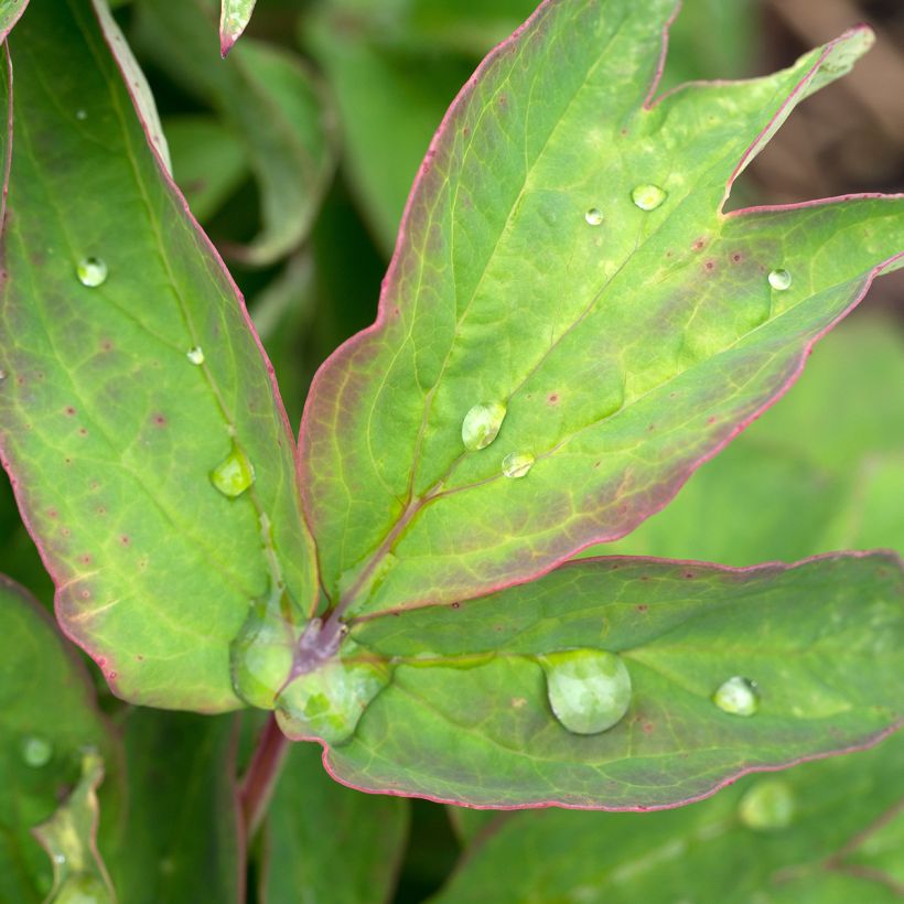 Peonia arborea Lan Bao Shi (Fogliame)