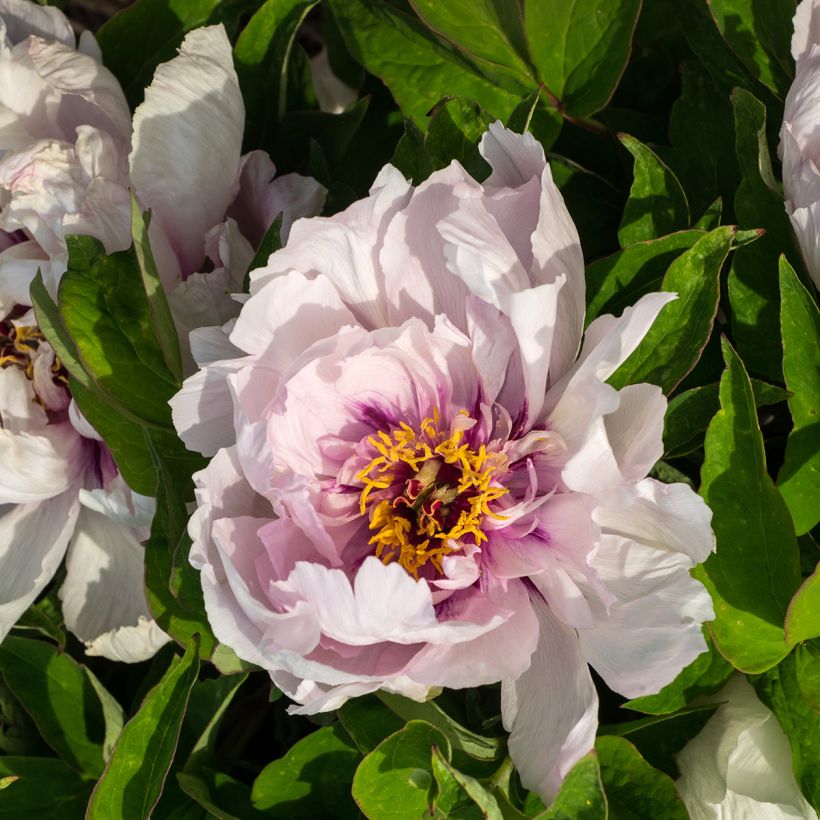 Peonia arborea Lan Bao Shi (Fioritura)