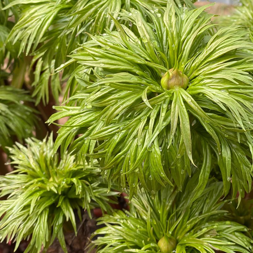 Paeonia anomala (Fogliame)