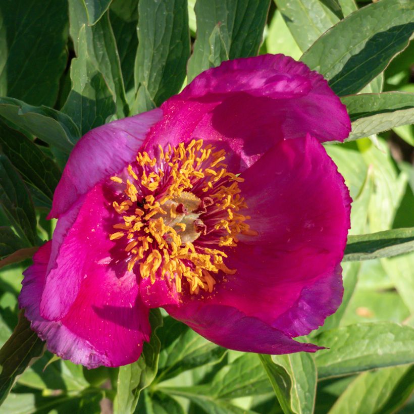 Paeonia humilis - Peonia erbacea (Fioritura)