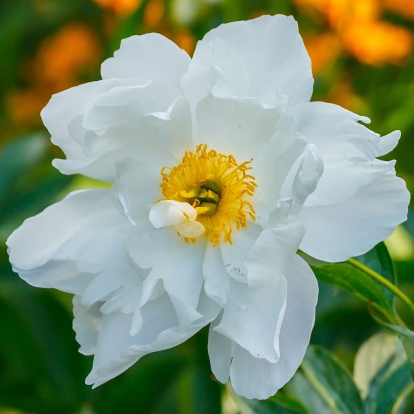 Paeonia emodi Late Windflower - Peonia erbacea (Fioritura)