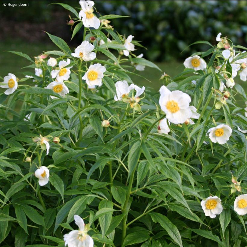 Paeonia emodi Late Windflower - Peonia erbacea (Porto)