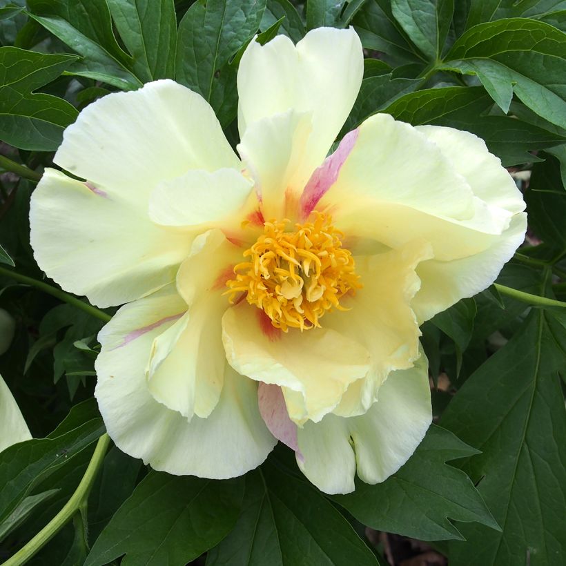 Peonia Itoh Viking Full Moon (Fioritura)