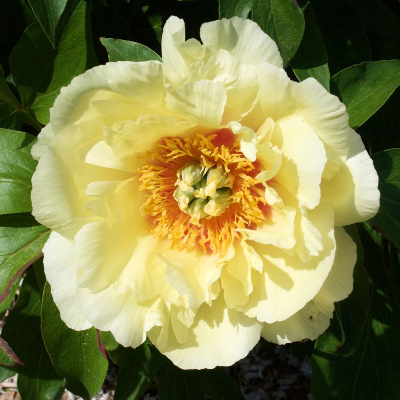 Peonia Itoh Yellow Crown (Fioritura)