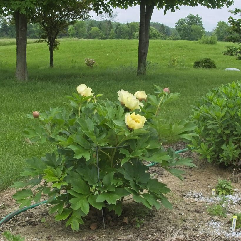 Peonia Itoh Yellow Crown (Porto)