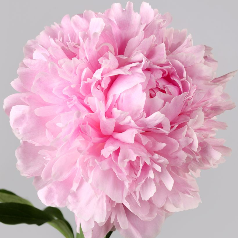 Peonia erbacea Albert Crousse (Fioritura)