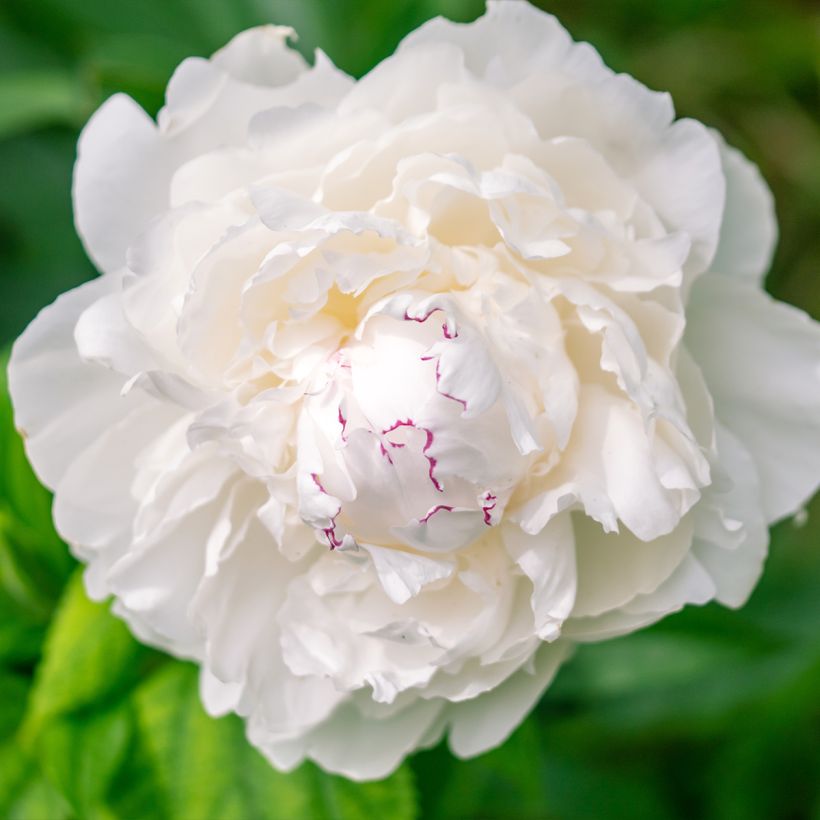 Peonia erbacea Avalanche (Fioritura)