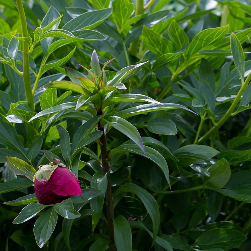 Peonia erbacea Command Performance (Fogliame)