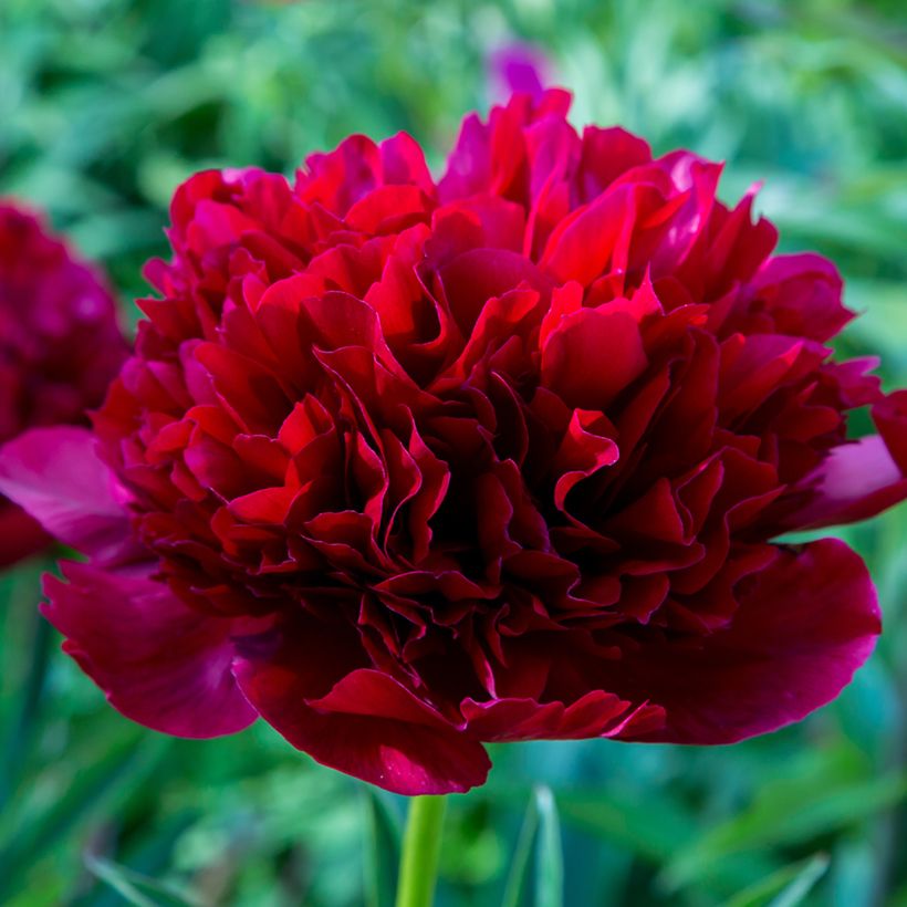 Peonia erbacea Command Performance (Fioritura)