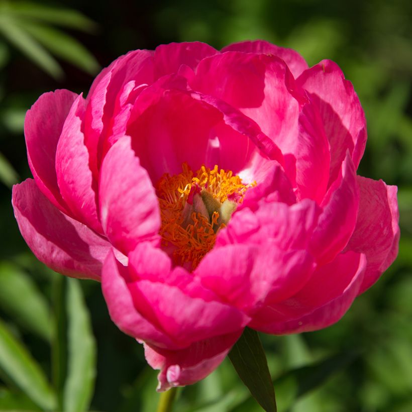 Peonia erbacea Cytherea (Fioritura)