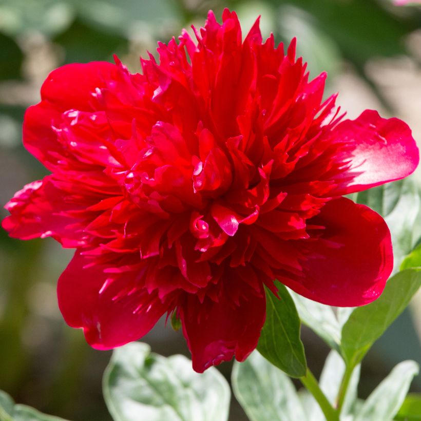 Peonia erbacea Diana Parks (Fioritura)