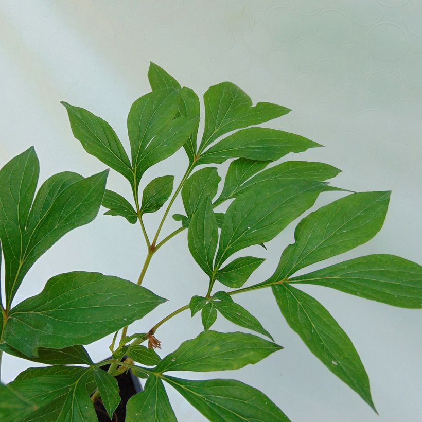 Peonia erbacea Festiva Maxima (Fogliame)