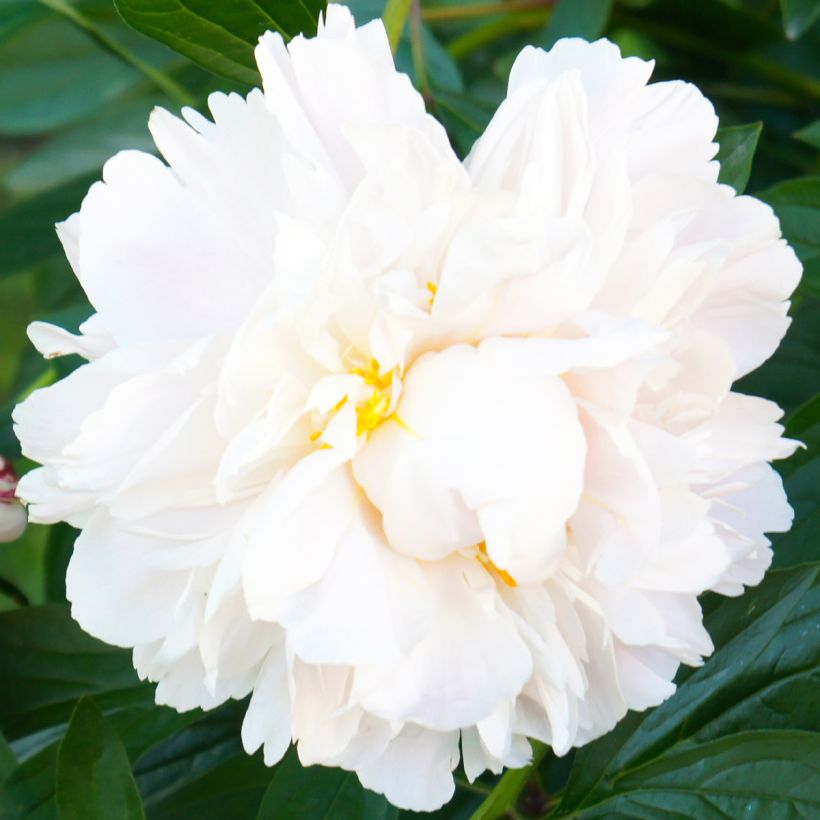 Peonia erbacea Gardenia (Fioritura)