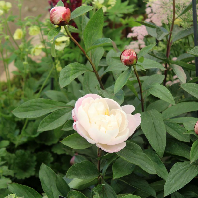 Peonia erbacea Gardenia (Fogliame)