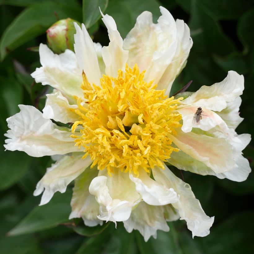 Peonia erbacea Green Lotus (Fioritura)