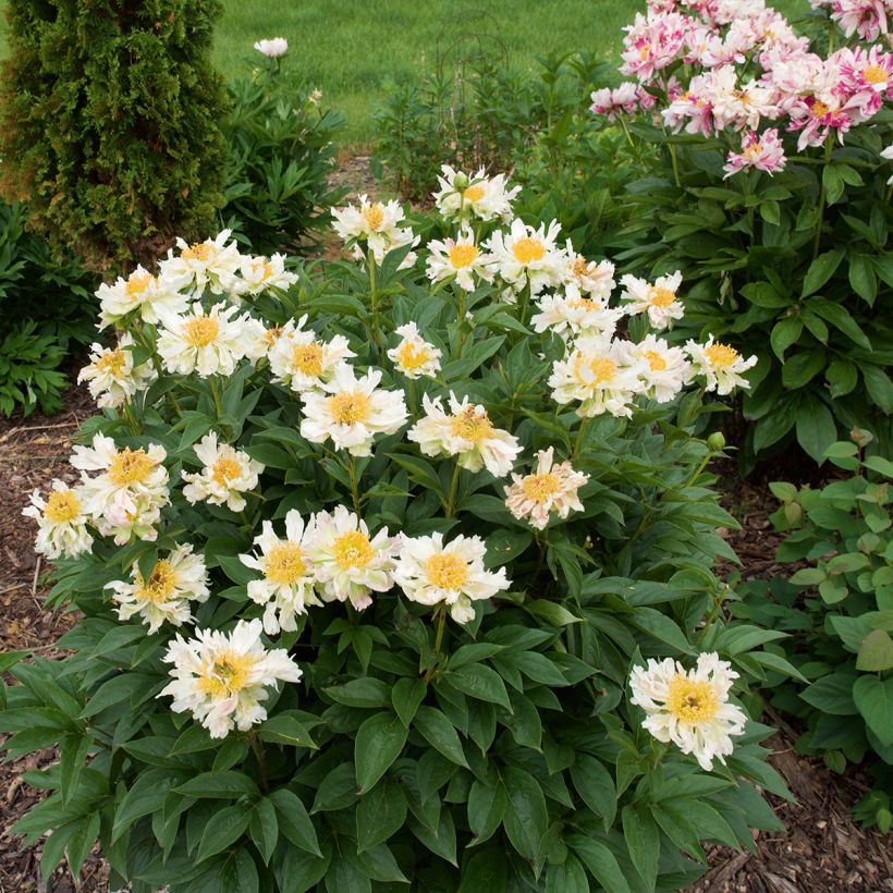 Peonia erbacea Green Lotus (Porto)