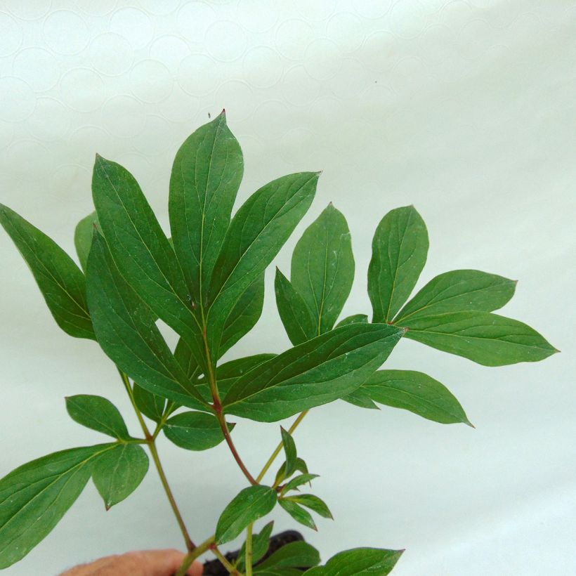 Peonia erbacea Kansas (Fogliame)