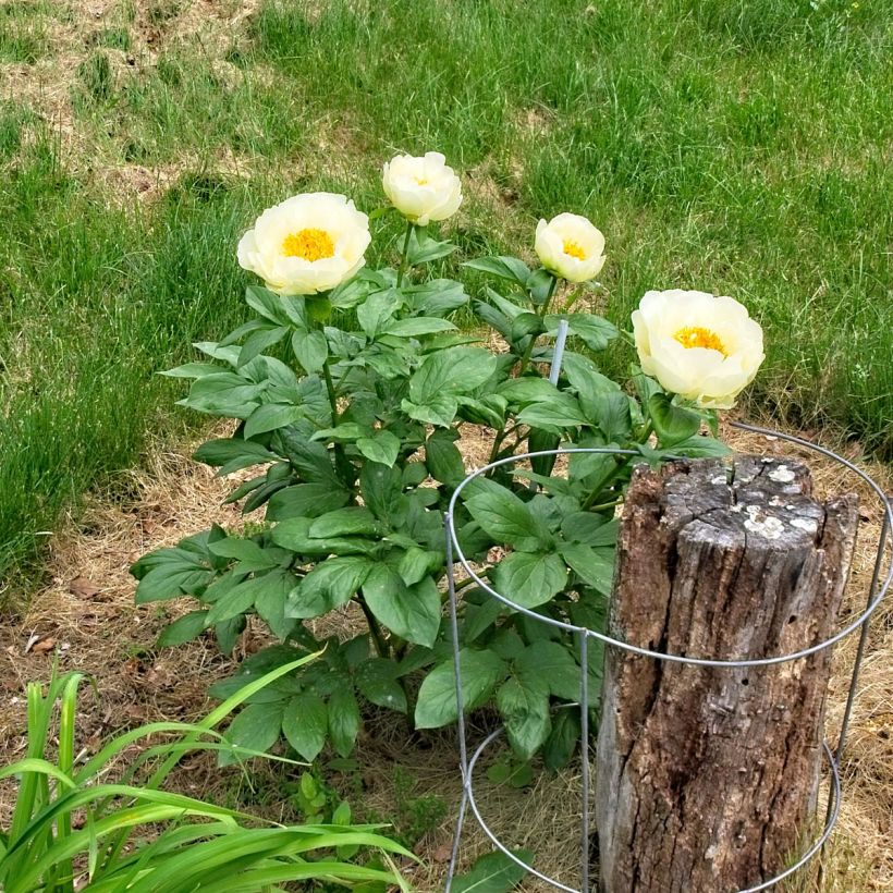 Peonia erbacea Lemon Chiffon (Porto)