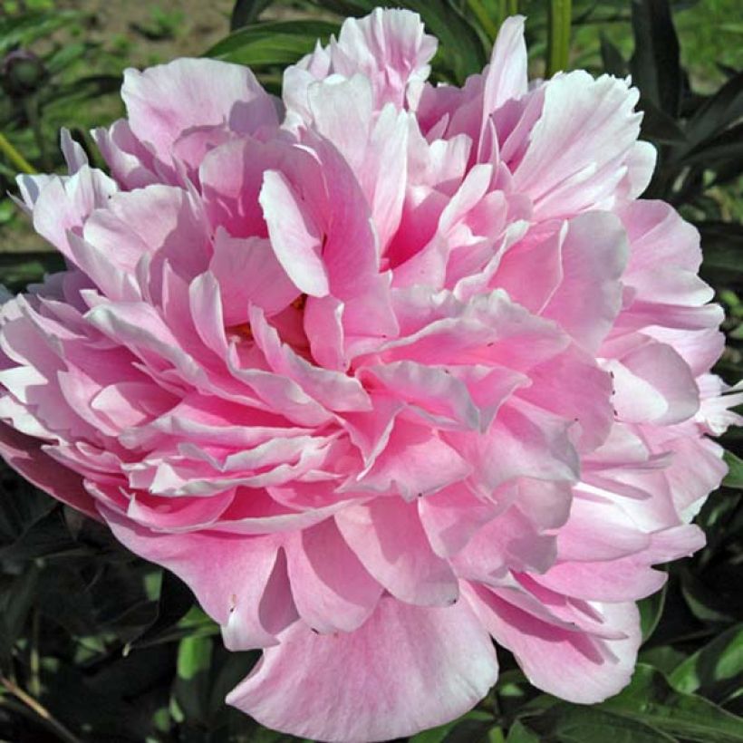 Peonia erbacea Miss Eckhardt (Fioritura)