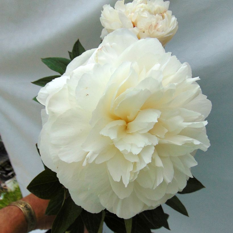 Peonia erbacea Mother's Choice (Fioritura)