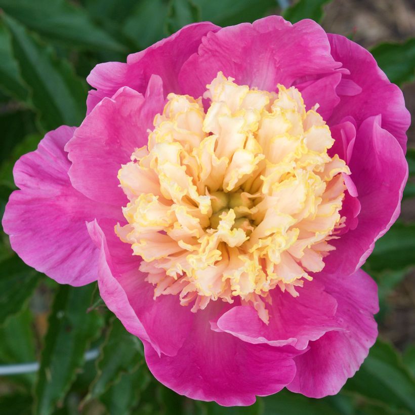 Peonia erbacea Mr G.F. Hemerik (Fioritura)