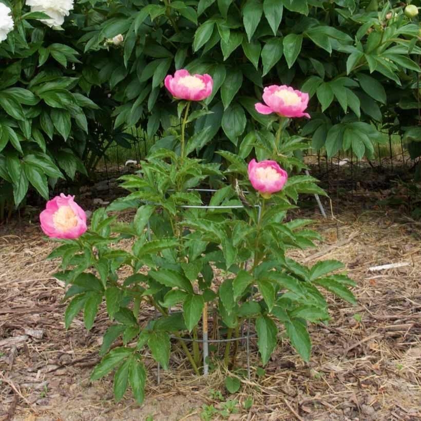 Peonia erbacea Mr G.F. Hemerik (Porto)