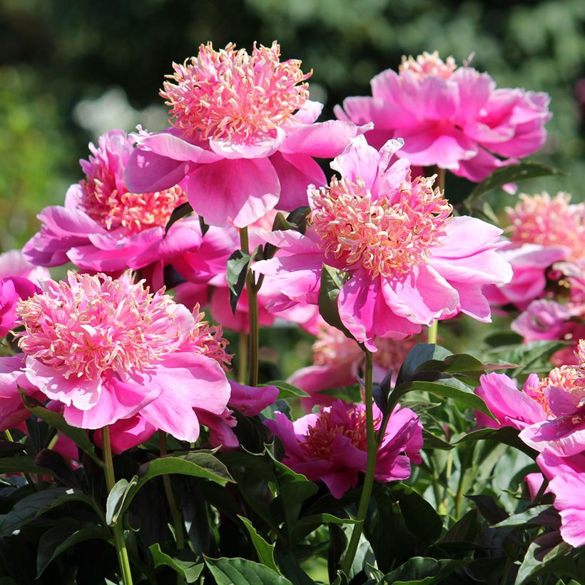 Peonia erbacea Neon (Fioritura)