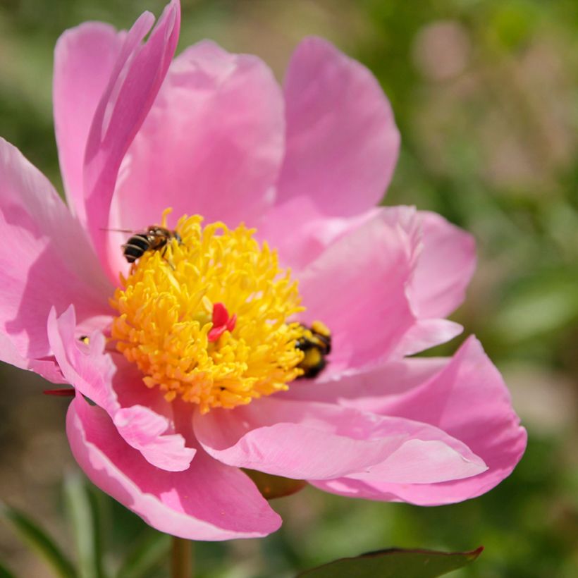 Peonia erbacea Nymphe (Fioritura)