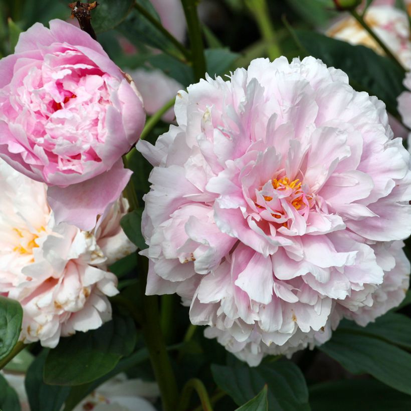 Peonia erbacea Sarah Bernhardt (Fioritura)